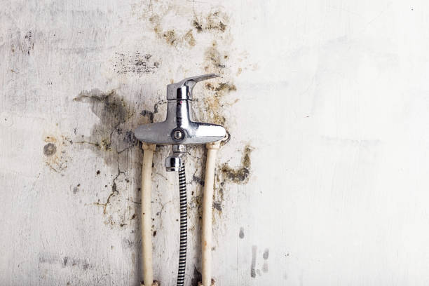 Best Mold Damage Repair  in Elmendorf, TX
