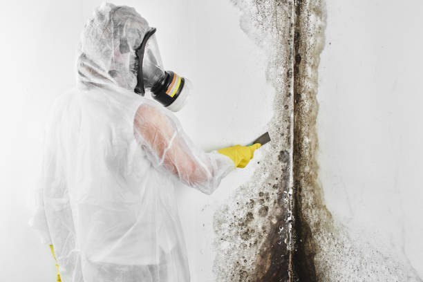 Best Mold Removal Near Me  in Elmendorf, TX