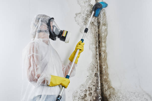 Trusted Elmendorf, TX Mold Removal Experts