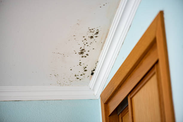 Best Black Mold Removal  in Elmendorf, TX