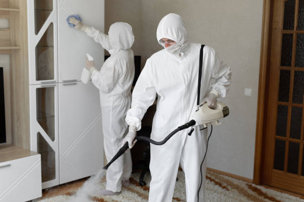 Best Commercial Mold Removal  in Elmendorf, TX