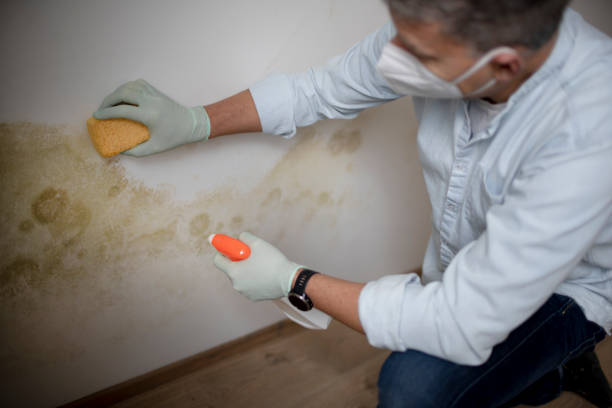 Best Same-Day Mold Removal  in Elmendorf, TX