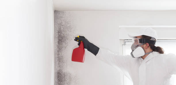Best Mold Removal Specialists  in Elmendorf, TX