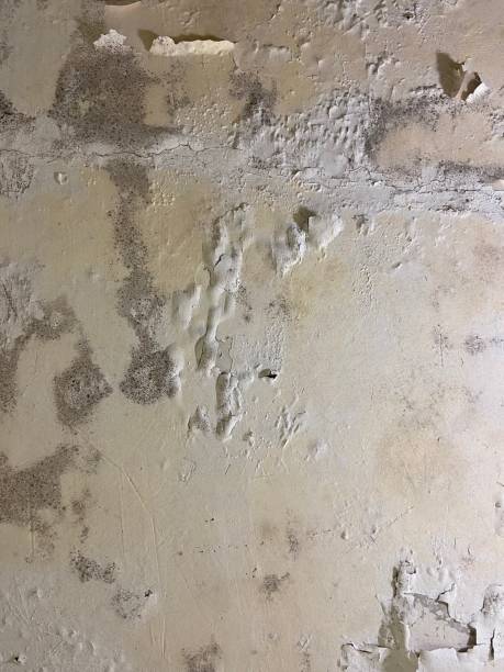 Best Mold Removal Company Near Me  in Elmendorf, TX