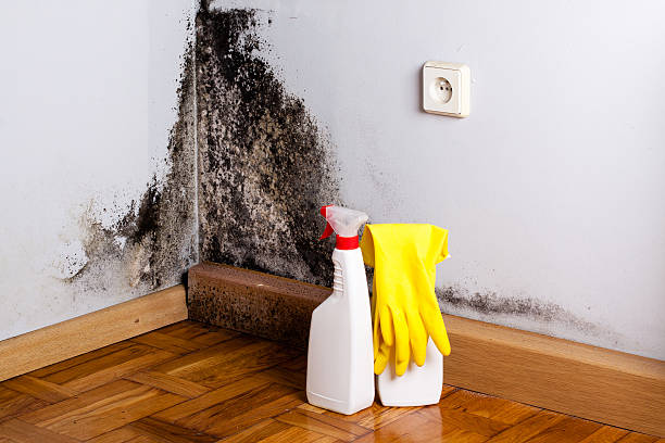 Best Residential Mold Removal  in Elmendorf, TX