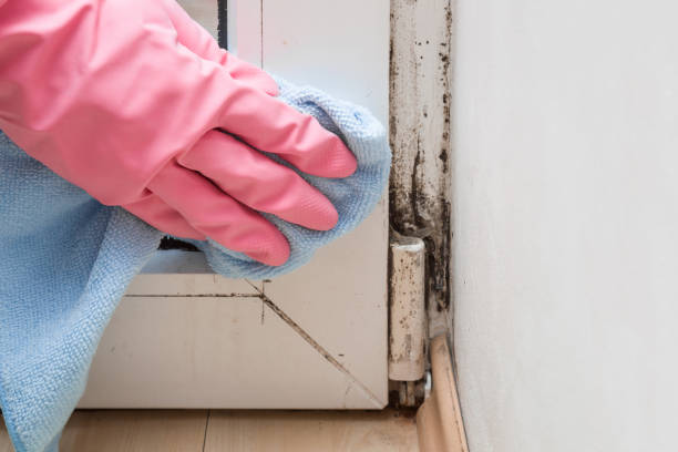 Best Affordable Mold Removal  in Elmendorf, TX