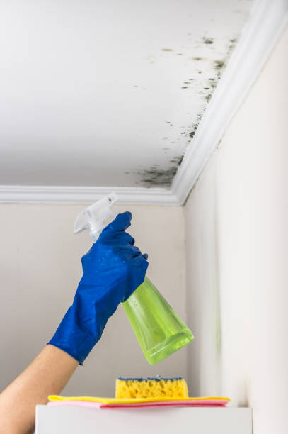 Best Toxic Mold Removal  in Elmendorf, TX
