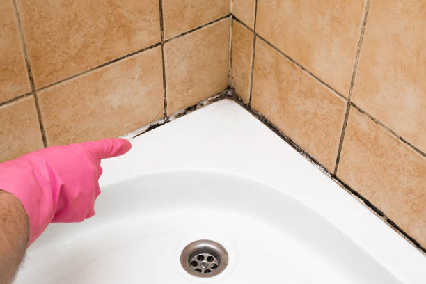 Best Crawl Space Mold Removal  in Elmendorf, TX